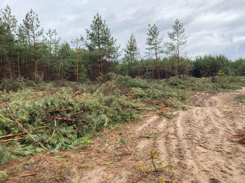 (Blog) Forestry Mulching in Young Harris, GA for Fast Vegetation Control (Blog) Forestry Mulching in Young Harris, GA for Fast Vegetation Control